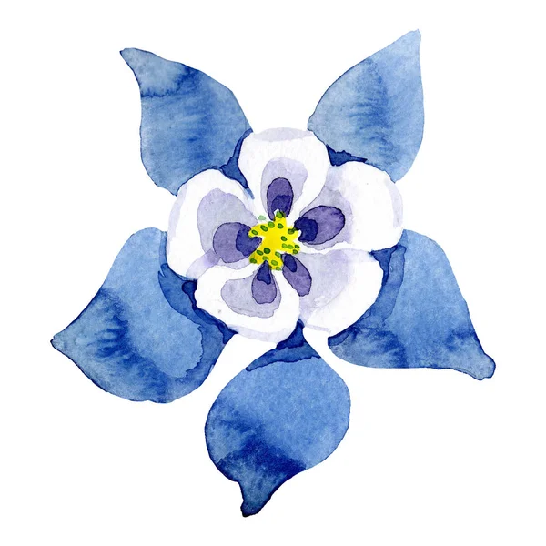 Ізольований синій елемент ілюстрації акваріума. Набір ілюстрацій для акварельного фону. Квіткова ботанічна квітка . — стокове фото