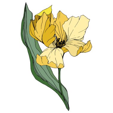Vektör Tulip mürekkep sanat kazınmış. Botanik çiçek. Bahar yaprak kır çiçeği. İzole lale illüstrasyon öğesi.