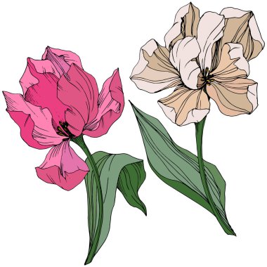 Vektör pembe ve Beyaz Lale işlemeli mürekkep sanat. Botanik çiçek. Vahşi bahar yaprak izole kır çiçeği. İzole lale illüstrasyon öğesi.