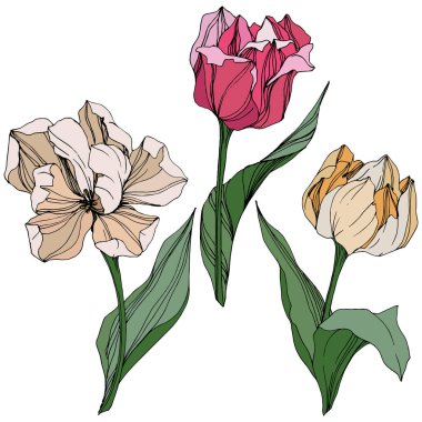 Vektör Tulip mürekkep sanat kazınmış. Botanik çiçek. Bahar yaprak kır çiçeği. İzole lale illüstrasyon öğesi.