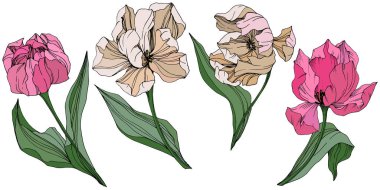 Vektör Tulip mürekkep sanat kazınmış. Botanik çiçek. Bahar yaprak kır çiçeği. İzole lale illüstrasyon öğesi.