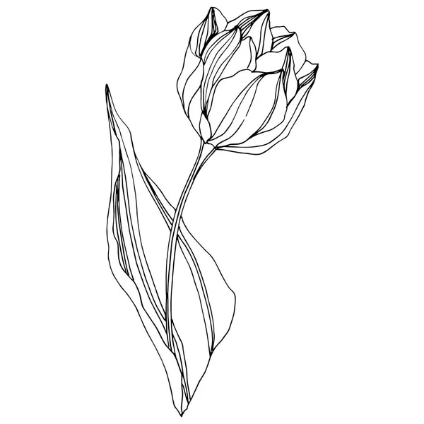 Vektor Tulipán černé a bílé ryté inkoust umění. Květinové botanické květin. Prvek ilustrace izolované Tulipán. — Stockový vektor