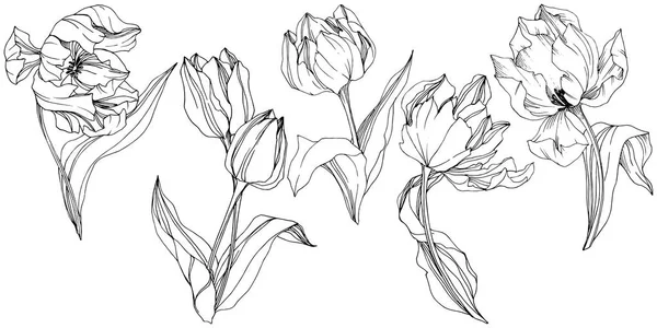 Vector Tulip Encre gravée en noir et blanc. Fleur botanique florale. Élément d'illustration de tulipes isolé . — Image vectorielle