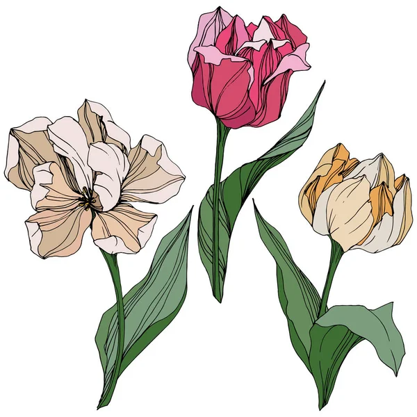 Vector Tulipán grabado arte tinta. Flor botánica floral. Flor silvestre de hoja de primavera. Elemento de ilustración de tulipán aislado . — Vector de stock