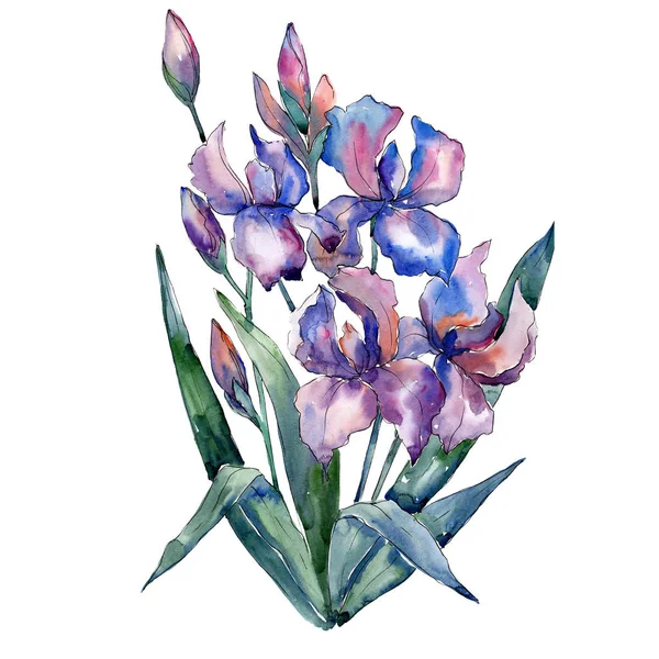 Fialový iris květiny kytice. Sada akvarel pozadí obrázku. Prvek izolovaný kytice akvarel. — Stock fotografie