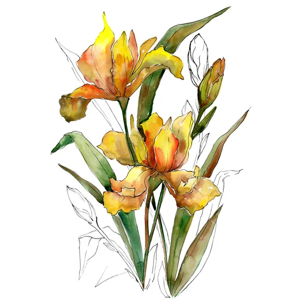 Bouquet de fleurs d'iris jaune. Ensemble d'illustration de fond aquarelle. Elément de bouquet isolé aquarelle . — Photo
