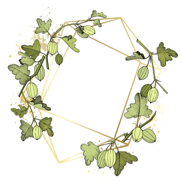 Διάνυσμα φραγκοστάφυλο υποκατάστημα. Πράσινο φύλλο. Βοτανικός κήπος λουλουδιών φύλλωμα των φυτών. Κρυστάλλινη κορνίζα Χρυσή. Χαραγμένο μελάνι τέχνης. — Διανυσματικό Αρχείο