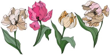 Vektör Tulip mürekkep sanat kazınmış. Botanik çiçek. Bahar yaprak kır çiçeği. İzole lale illüstrasyon öğesi.