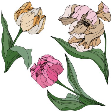 Vektör Tulip mürekkep sanat kazınmış. Botanik çiçek. Bahar yaprak kır çiçeği. İzole lale illüstrasyon öğesi.