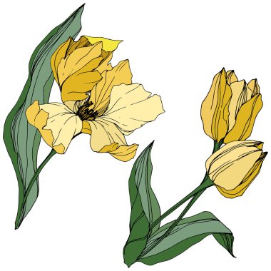 Vektör Tulip mürekkep sanat kazınmış. Botanik çiçek. Bahar yaprak kır çiçeği. İzole lale illüstrasyon öğesi.
