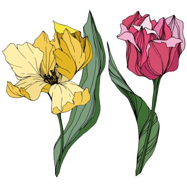 Vektör Tulip mürekkep sanat kazınmış. Botanik çiçek. Bahar yaprak kır çiçeği. İzole lale illüstrasyon öğesi.