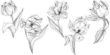 Vektör Tulip siyah ve beyaz mürekkep sanat kazınmış. Botanik çiçek. İzole lale illüstrasyon öğesi.