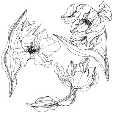 Vektör Tulip siyah ve beyaz mürekkep sanat kazınmış. Botanik çiçek. İzole lale illüstrasyon öğesi.