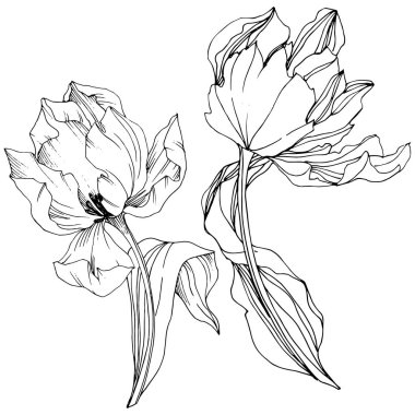 Vektör Tulip siyah ve beyaz mürekkep sanat kazınmış. Botanik çiçek. İzole lale illüstrasyon öğesi.