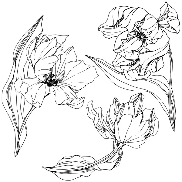 Векторное тюльпанное черно-белое полотно. Цветочный ботанический цветок. Изолированный элемент иллюстрации тюльпанов . — стоковый вектор
