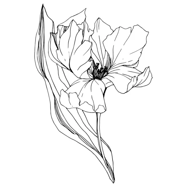 Vector Tulip Encre Gravée Noir Blanc Fleur Botanique Florale Feuille — Image vectorielle