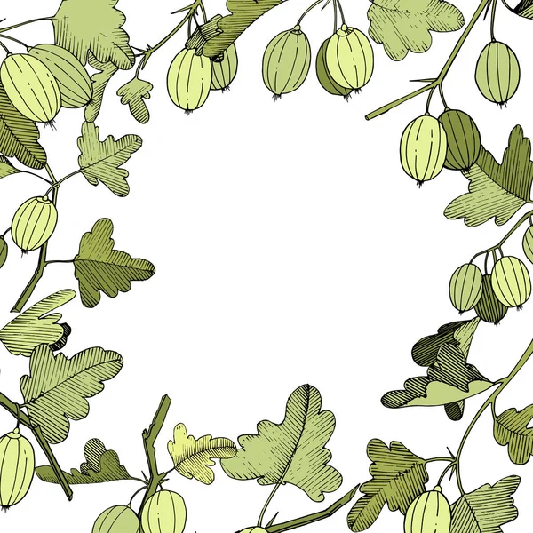 Vector rama de grosella. Hoja verde. Planta botánica jardín follaje floral. Corona de marco. Arte de tinta grabada . — Vector de stock