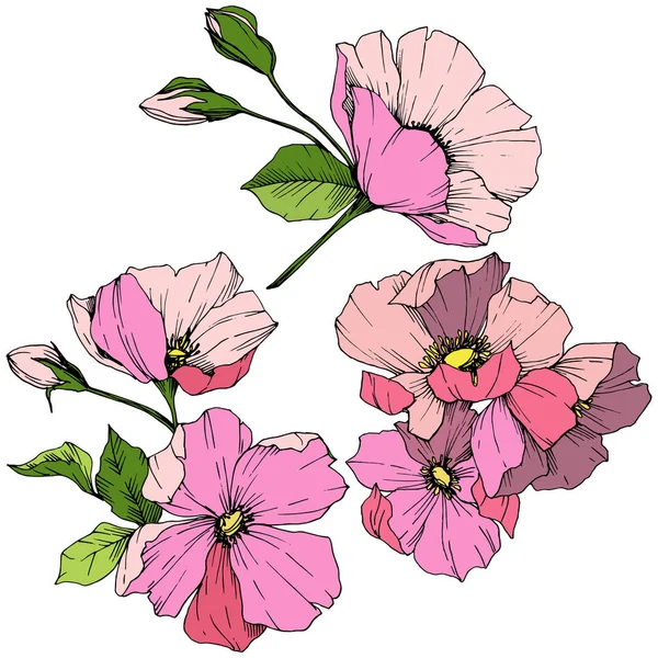 Vector rosa rosa canina. Blommig botaniska blomma. Graverade bläck konst. Isolerade rosa canina illustration element. — Stock vektor