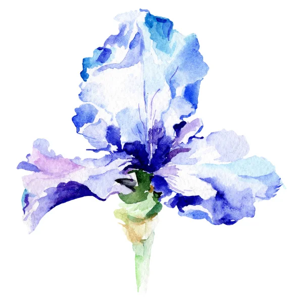 Flor botânica da íris azul. Conjunto de ilustração de fundo aquarela. Desenho aquarelle moda aquarelle isolado . — Fotografia de Stock