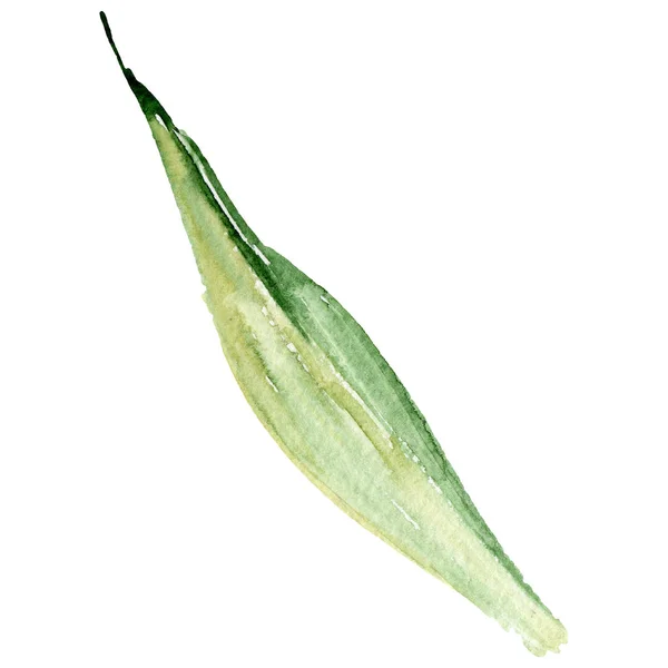 Zöld levél. Vad tavaszi levél vadvirág elszigetelt. Akvarell háttér illusztráció készlet. Akvarell, rajz aquarelle. — Stock Fotó