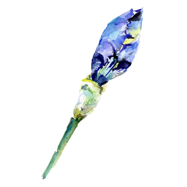 Fiore botanico blu dell'iride. Acquerello sfondo illustrazione set. Acquerello disegno moda acquerello isolato . — Foto Stock