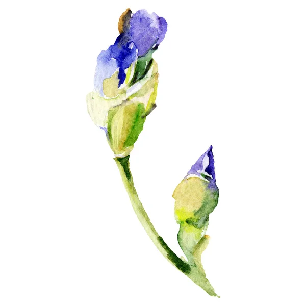 Flor botânica da íris azul. Conjunto de ilustração de fundo aquarela. Desenho aquarelle moda aquarelle isolado . — Fotografia de Stock