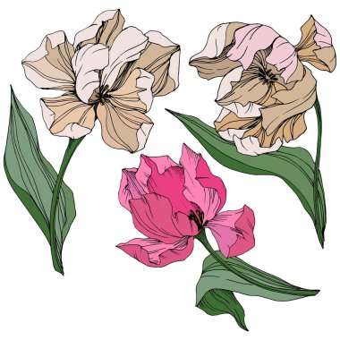 Vektör Tulip mürekkep sanat kazınmış. Botanik çiçek. Bahar yaprak kır çiçeği. İzole lale illüstrasyon öğesi.