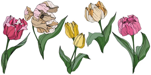 Vector Tulip engraved ink art. Floral botanical flower. Spring leaf wildflower. Isolated tulip illustration element. — Stock Vector