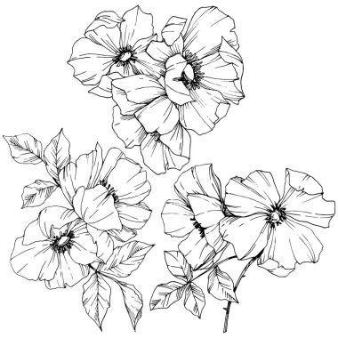 Vektör Rosa canina çiçek. Siyah ve beyaz mürekkep sanat kazınmış. İzole rosa canina illüstrasyon öğesi.