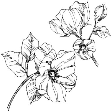 Vektör Rosa canina çiçek. Siyah ve beyaz mürekkep sanat kazınmış. İzole rosa canina illüstrasyon öğesi.