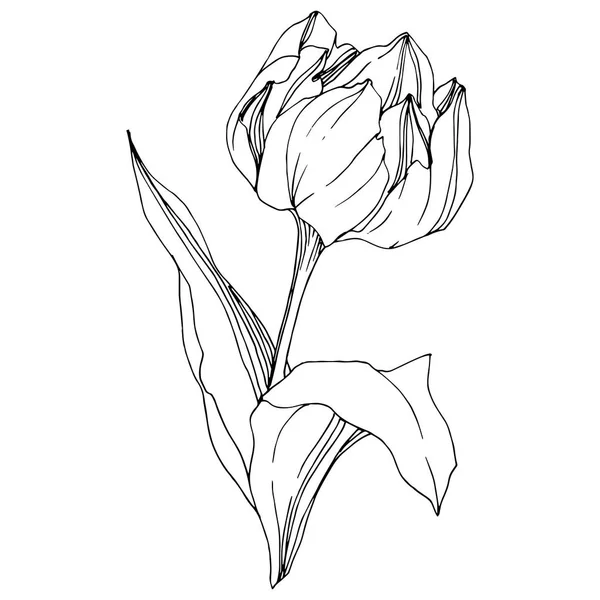 Vector Tulip Preto e branco gravada arte da tinta. Floral flor botânica. Isolado elemento ilustração tulipa . —  Vetores de Stock