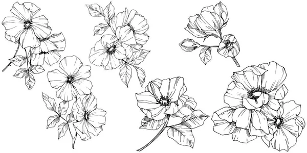 Vektor Rosa canina virág. Fekete-fehér vésett tinta art. Elszigetelt rosa canina ábra elem. — Stock Vector