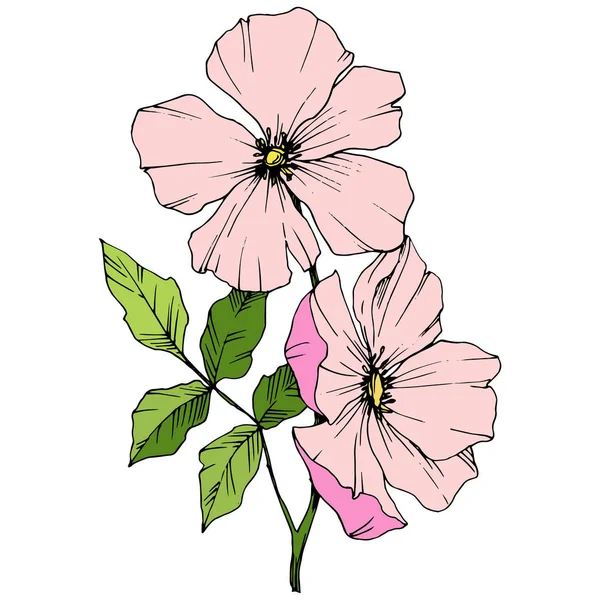 Vettore Rosa Rosa Canina. Fiore botanico floreale. Incisione a inchiostro art. Isolato rosa canina elemento illustrazione . — Vettoriale Stock