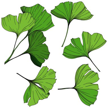 Vektör izole ginkgo illüstrasyon öğesi. Yeşil yaprak. Botanik Bahçe çiçek bitki örtüsü bitki. Yeşil oyulmuş mürekkep sanat.