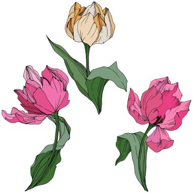 Vektör Tulip mürekkep sanat kazınmış. Botanik çiçek. Bahar yaprak kır çiçeği. İzole lale illüstrasyon öğesi.