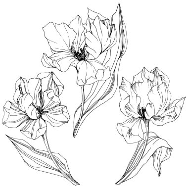 Vektör Tulip siyah ve beyaz mürekkep sanat kazınmış. Botanik çiçek. İzole lale illüstrasyon öğesi.