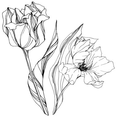 Vektör Tulip siyah ve beyaz mürekkep sanat kazınmış. Botanik çiçek. İzole lale illüstrasyon öğesi.