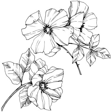 Vektör Rosa canina çiçek. Siyah ve beyaz mürekkep sanat kazınmış. İzole rosa canina illüstrasyon öğesi.