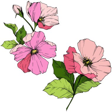 Vektör pembe rosa canina. Botanik çiçek. Oyulmuş mürekkep sanat. İzole rosa canina illüstrasyon öğesi.