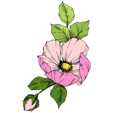 Vektör pembe rosa canina. Botanik çiçek. Oyulmuş mürekkep sanat. İzole rosa canina illüstrasyon öğesi.