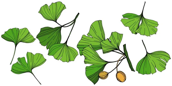 Vector Isolated ginkgo illustration element. Green leaf. Plant botanical garden floral foliage. Green engraved ink art. — Stock Vector