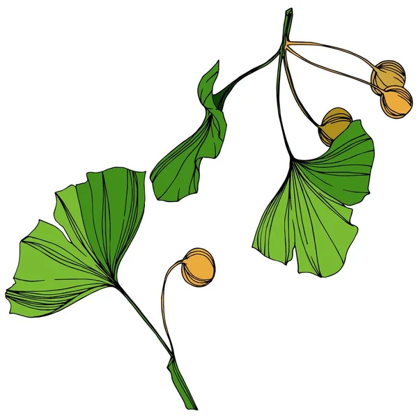 Векторный изолированный элемент иллюстрации гинкго. Зеленый лист. Растение ботанического сада цветочной листвы. Зелёная гравировка . — стоковый вектор