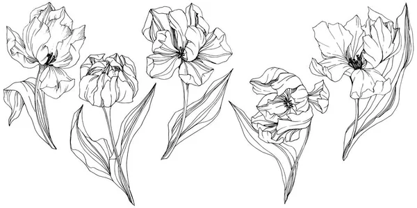 向量郁金香黑白雕刻水墨艺术。花植物学花。孤立的郁金香插图元素. — 图库矢量图片
