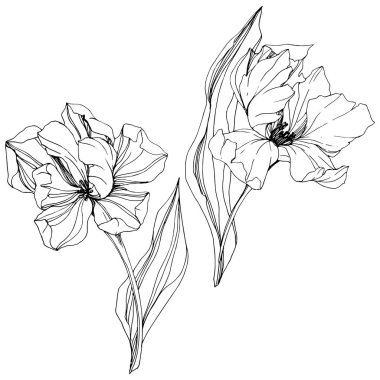 Vektör Tulip siyah ve beyaz mürekkep sanat kazınmış. Botanik çiçek. İzole lale illüstrasyon öğesi.
