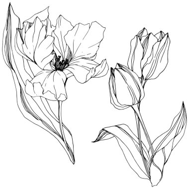 Vektör Tulip siyah ve beyaz mürekkep sanat kazınmış. Botanik çiçek. İzole lale illüstrasyon öğesi.