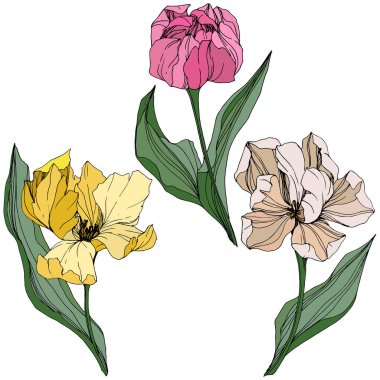 Vektör Tulip mürekkep sanat kazınmış. Botanik çiçek. Bahar yaprak kır çiçeği. İzole lale illüstrasyon öğesi.