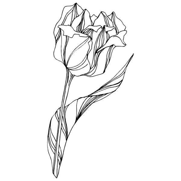 ベクトル チューリップ黒と白インク アートが刻まれました。花植物の花。分離されたチューリップの図要素. — ストックベクタ