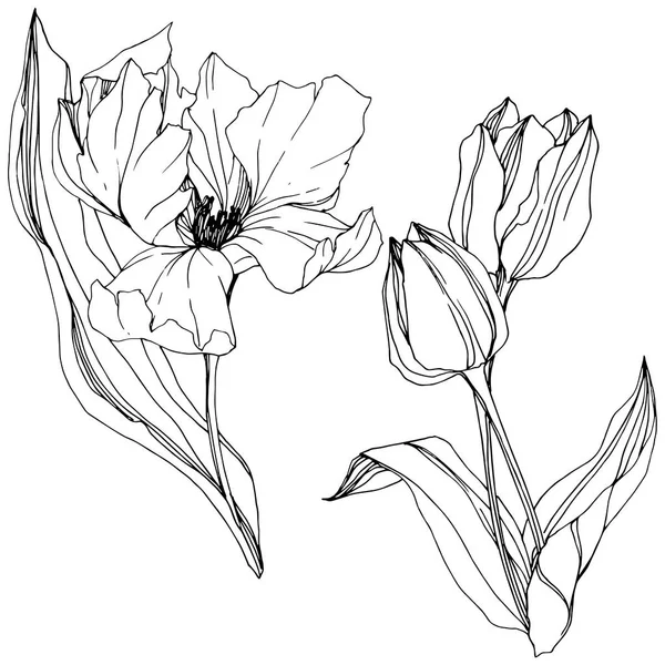 Vektör Tulip siyah ve beyaz mürekkep sanat kazınmış. Botanik çiçek. İzole lale illüstrasyon öğesi.
