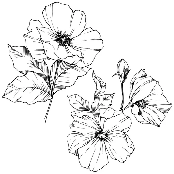 Vector Rosa flor de canina. Tinta grabada en blanco y negro. Elemento aislado rosa canina ilustración . — Archivo Imágenes Vectoriales