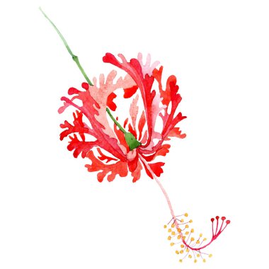 Kırmızı hibiscus botanik çiçek. Suluboya arka plan illüstrasyon küme. Suluboya çizim moda aquarelle izole.